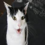 Mister Gobsmacked